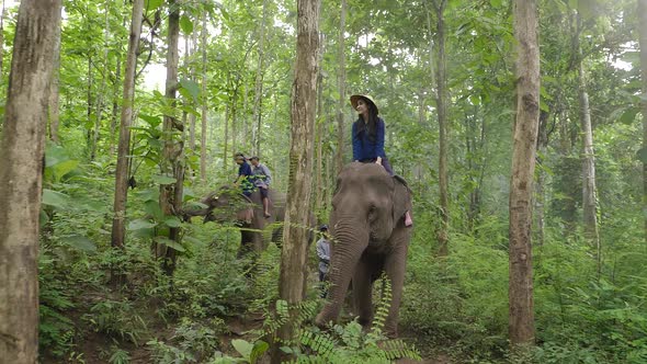 Asian Pretty Girl And Her Group To Ride On An Elephant In Forest