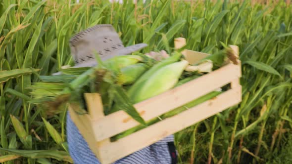 Side View in a Cornfield a Male Farmer Agronomist Carries a Box with a Crop on His Shoulder