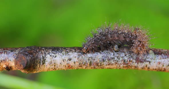 Caterpillar Phragmatobia Fuliginosa Also Ruby Tiger