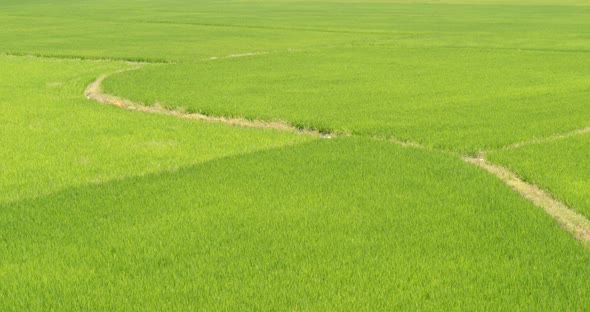 Paddy rice field