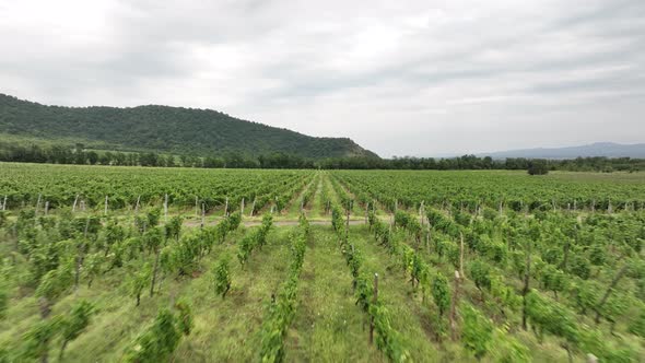 Aerial flight over beautiful vineyard landscape in Napareuli, Georgia