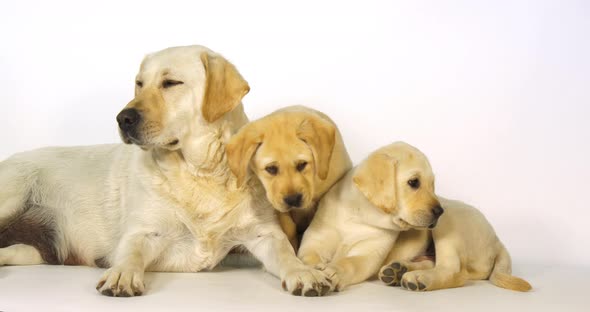 Yellow Labrador Retriever, Bitch and Puppies on White Background, Normandy, Slow Motion 4K