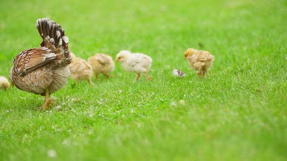 Chicken with Chickens Walk