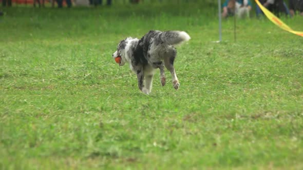 Dog Is Running with a Ball.