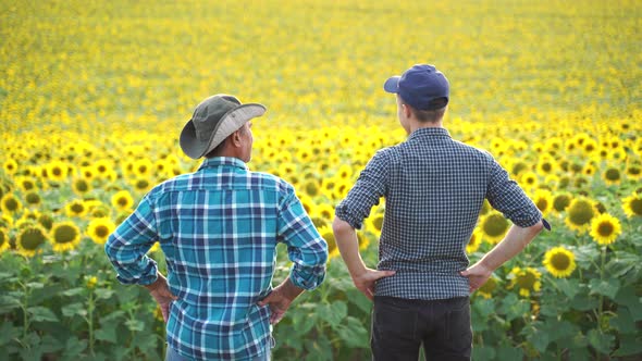 Rear View Farmers Standing in a Sunflowers Field Looking and Pointing