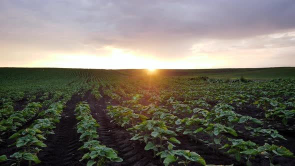 Countryside Landscape With Green Fields