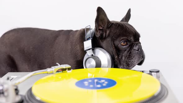 DJ French Bulldog Playing Records
