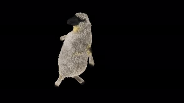 08 Sheep Dancing 4K