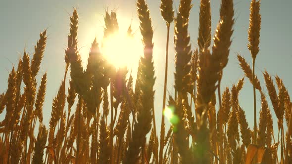 Field of Ripening Wheat Against the Blue Sky. Spikelets of Wheat with Grain Shakes the Wind. Grain