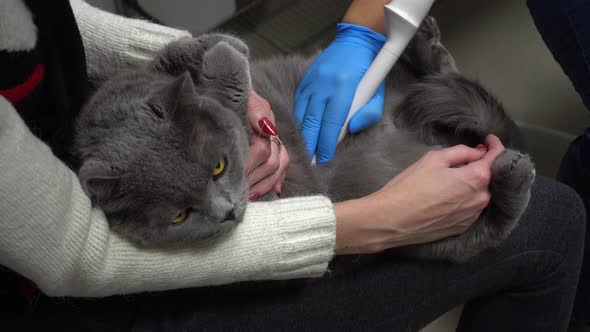 Ultrasound Examination of the Cat's Abdomen