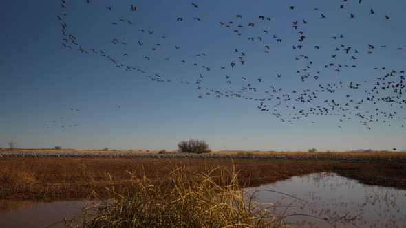 Sandhill Crane Flock of Several Cranes Flying and Migrating in Spring in Slow Motion