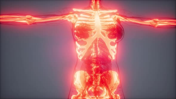 Transparent Human Body with Visible Bones