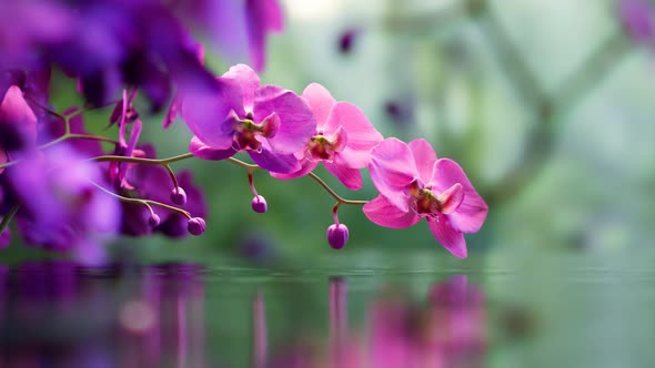 Floral background with blooming purple or pink phalaenopsis orchid. 4k HD