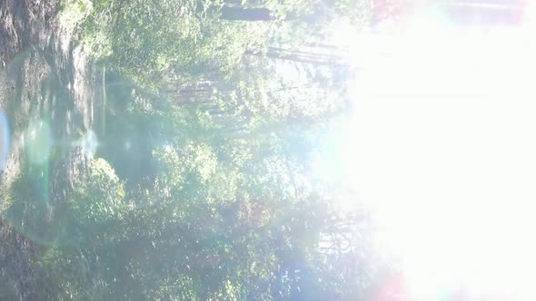 Vertical Video Aerial View Inside a Green Forest with Trees in Summer