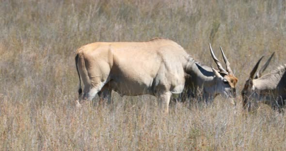 Common elands standing on a grassland 4k