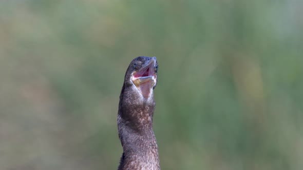 Close up look of a black neotropic cormorant in nature with its beak opening its throat to thermoreg