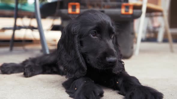 Cut energetic puppy lying down after long day