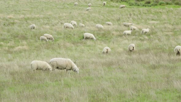 Sheep Walk, Run and Eat in a Field of Tall Grass in a Daylight