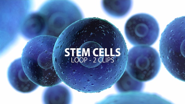 Stem Cells