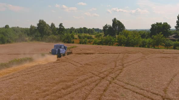 Harvesting Golden Ripe Wheat on the Field