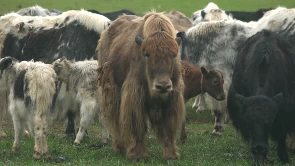 Herd of Long-Haired Yak Flock in Asian Meadow