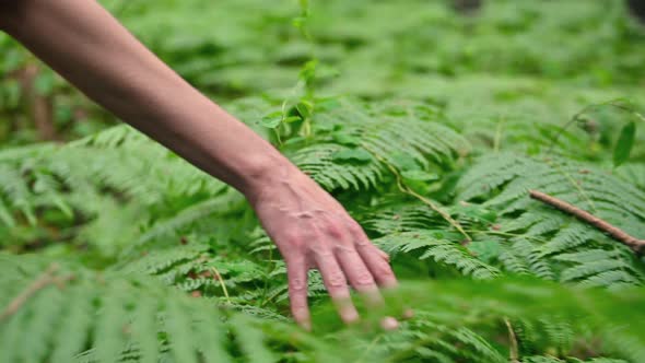 Woman Hand Touching Fern Green Leaves Foliage