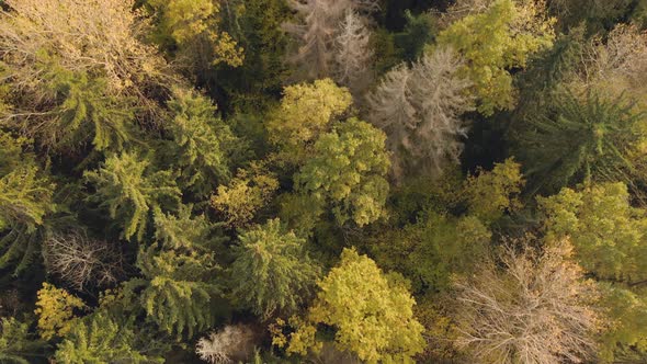 Colorful Autumn Forest From Above