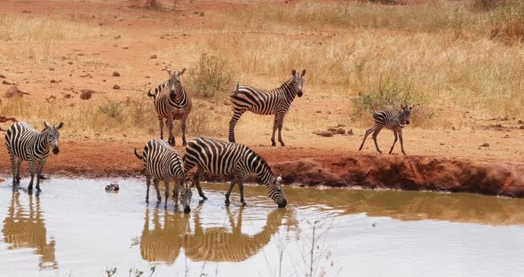 Burchell's Zebra, equus burchelli, Herd Drinking at the Water Hole, Tsavo Park in Kenya