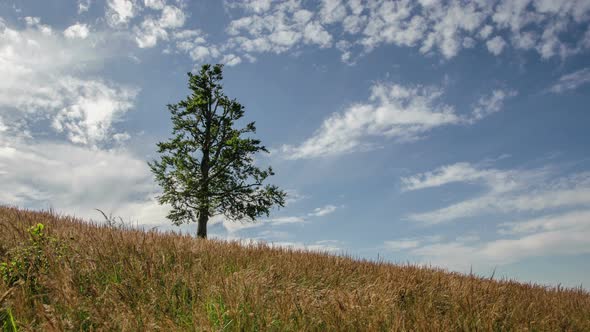 Tree and Clouds