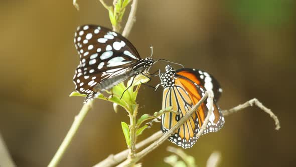 Two Butterflies of two Different species of sit on one plant to gather alkaloids to produce pheromon