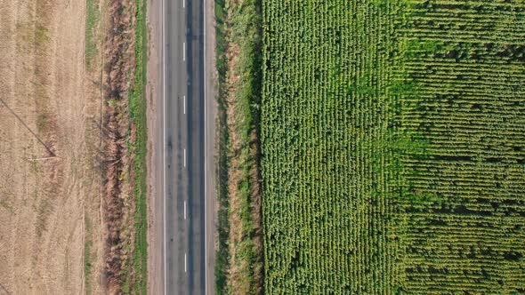 A Topdown Aerial View of a Car Driving Along a Road Along a Sunflower Field on a Summer Morning