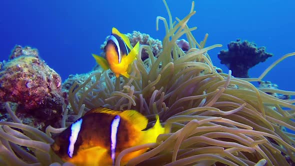 Marine Life Clownfish