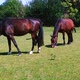 Horses graze in a meadow in a corral on a sunny day. real time - VideoHive Item for Sale