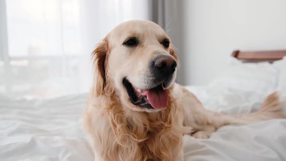 Golden Retriever Dog in the Bed