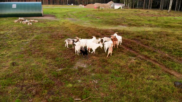 AERIAL: Rotating Shot of a Flock of Goats Grazing Grass in a Sunny Evening
