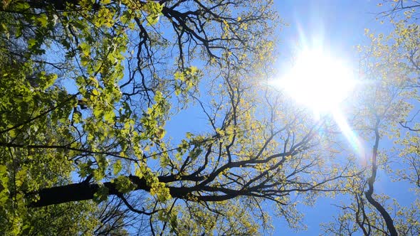 Vertical Video of the Forest in the Spring on a Sunny Day