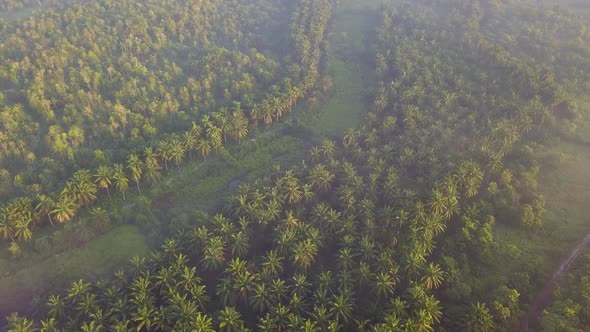 Sun light diffuse at the oil palm plantation near Kulim, Kedah, Malaysia.