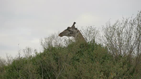 Maasai giraffe behind green branches