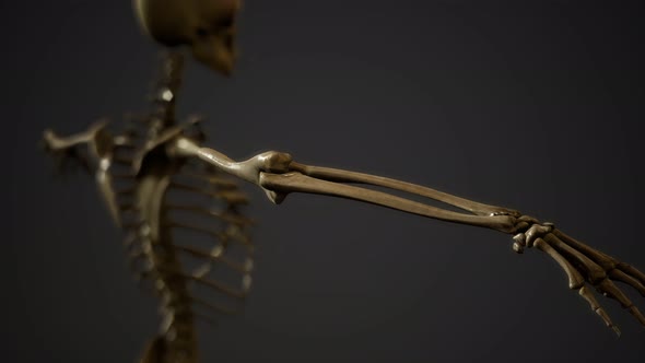 Bones of the Human Skeleton alt