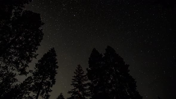 4K astrophotography time lapse of stars in motion with evergreen tree silhouettes, in the California