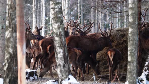 Red Deer in Winter Forest