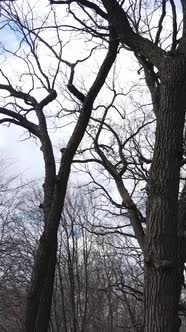 Vertical Video of the Forest with Trees Without Leaves