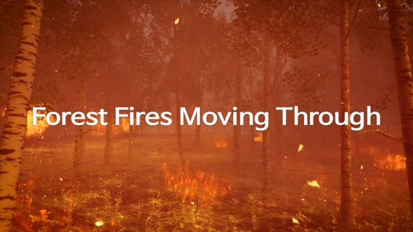 Forest Fires Moving Through 4K