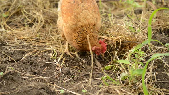 Chicken Is Scratching For Food In A Hay Pile
