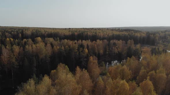 The Camera Flies Over the Autumn Forest Through Which the River Flows