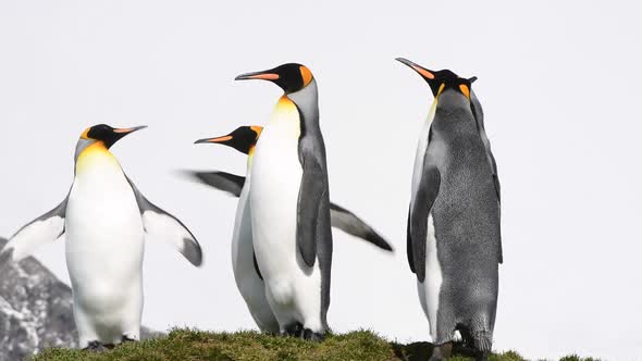 King Penguins on the Beach in South Georgia