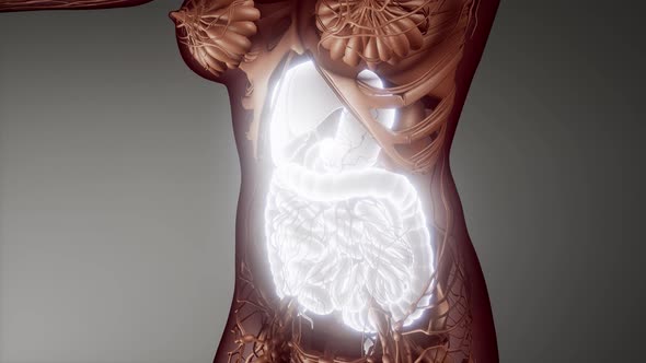 Human Digestive System Parts and Functions alt