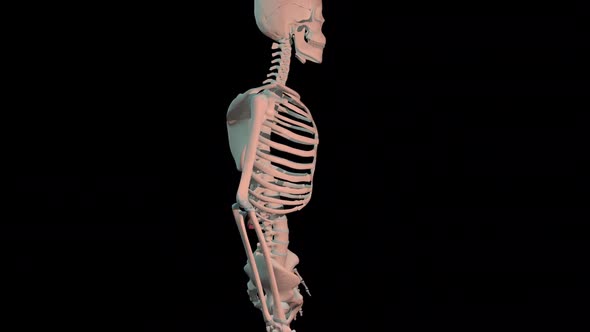 Serratus Posterior Inferior Muscles Full Rotation Loop