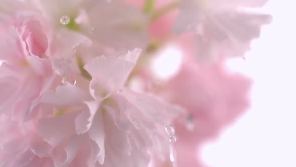 Cherry blossom with water drop, Slow Motion