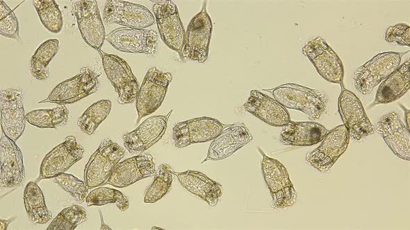 Dead Colony of Plankton Rotifers Rotifera Keratella Cochlearis, Distributed Throughout the World